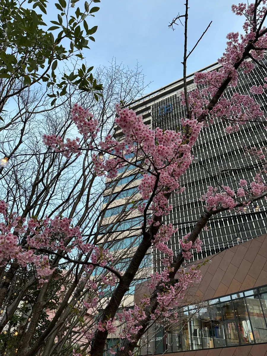 Cherry blossom, Tokyo
