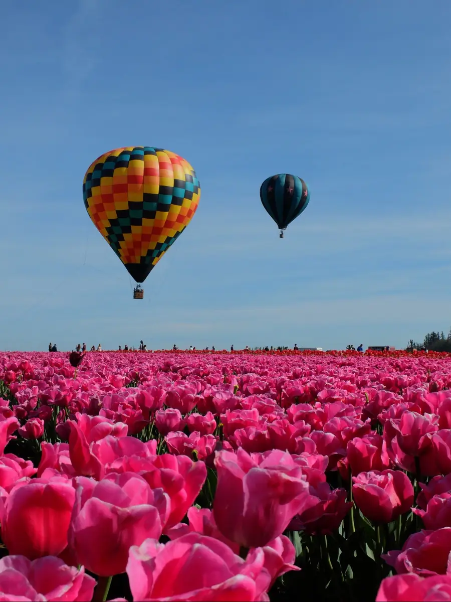 Tulip fields, Oregon