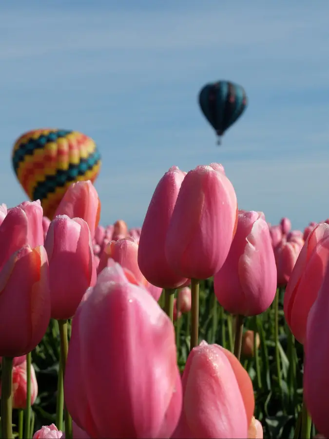 Tulip fields
